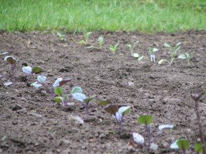 red cabbage transplants