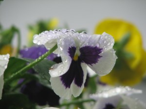 Pansies taking yet another drink of rain