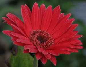 Red Zinnia 