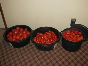 Tomatoes Fresh from the Garden