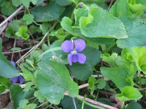 No cost, just there in the field to enjoy!