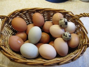 variety of eggs from our farm