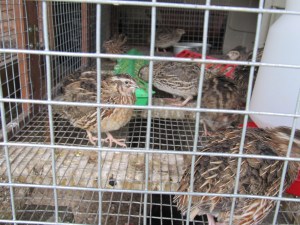 coturnix quail
