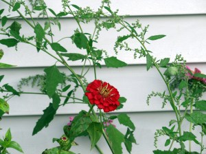 red zinnia