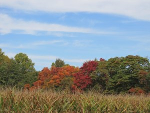 natures' palette The colors say it all!