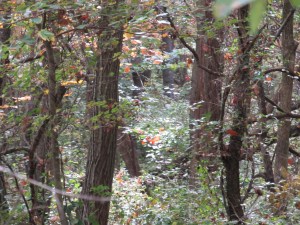 sun in the leaves A bright spot in the forest