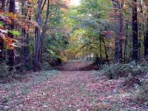 The path passes through the woods.