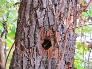 woodpecker hole Could it be a new home?