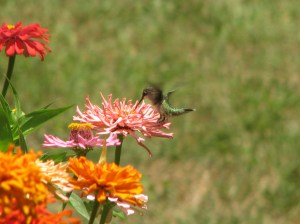 My garden attracts hummingbirds and butterflys.