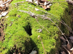 Can't resist a picture of moss.