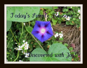 Morning glory and babcopia blossoms bring me joy.