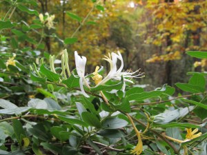 Have you ever smelled honeysuckle in bloom?