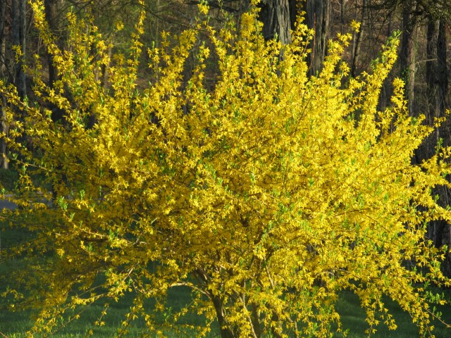 Forsythia Bush in My Yard
