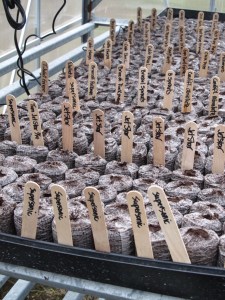 Jiffy's make easy work of starting seeds.  Make sure to identify seed types and date started.