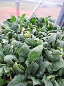 I grew this tray of spinach in my greenhouse this winter.  I harvested spinach for Thanksgiving, Christmas, and it's ready again. I'll keep it growing until the spinach in the garden is ready. 