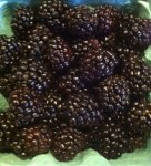 U Pick Blackberries.  What to do with berries when you get home?