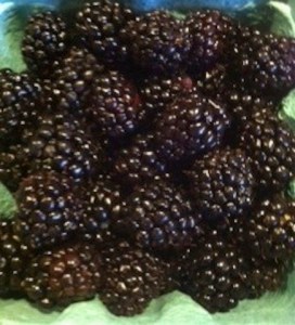 U Pick Blackberries.  What to do with berries when you get home?