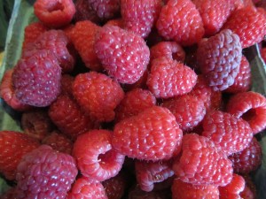 Fresh Red Raspberries from our berry farm. Now what do you do with them?