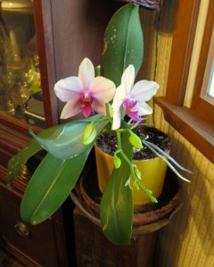 Aunt Ginny's gift to me; this plant is at least 40 years old and still thriving!