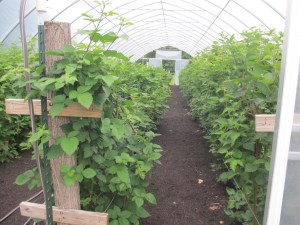 Inside the high tunnel.  The vigorous canes on the right are raspberries.  The winter did not effect them near as much as the blackberries because they can tolerate colder temperatures.