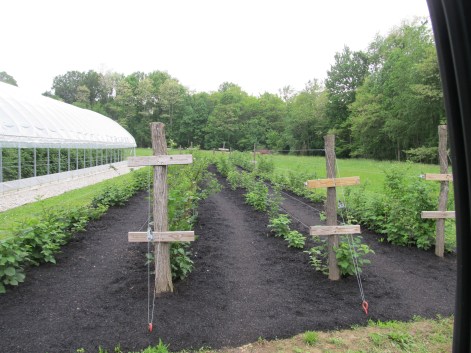 The outside planting took a hit again this winter due to the 14 degree below 0 temps we experienced.  Most fruiting canes outside died, but the plants are coming back vigorous and healthy.  We will look to next year to harvest a good crop outside.